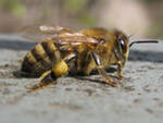 Среднерусская порода пчёл