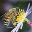 Дальневосточная порода пчёл