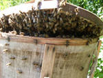 Роевня для пчёл