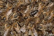 Условия вывода пчелиных маток