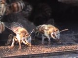Сторожевые пчёлы