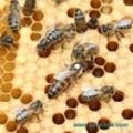 Смена пчелиных маток
