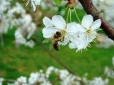 Сад и пчёлы